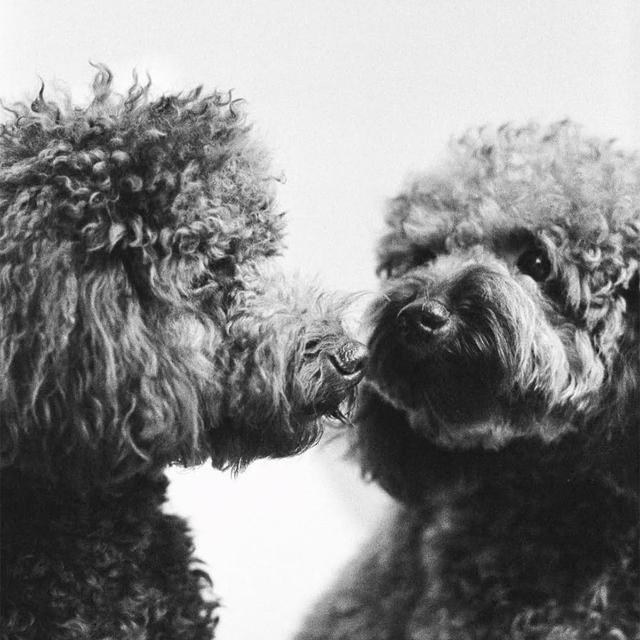 Pet photo 2