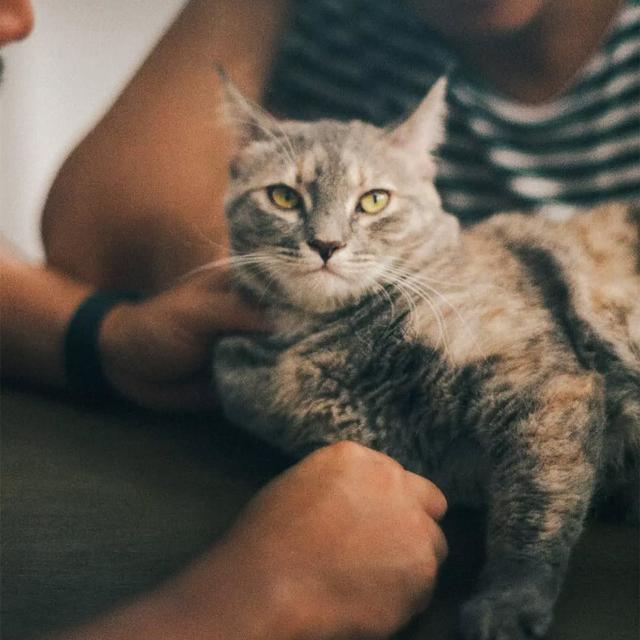 Pet photo 3