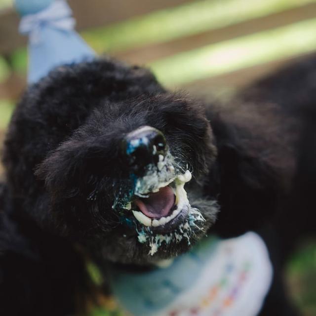 Pet photo 4