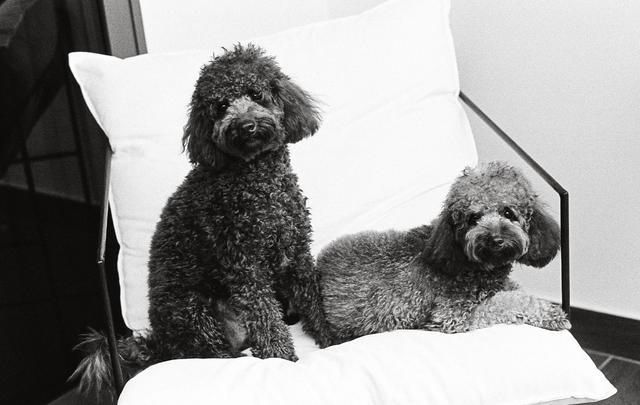 Dogs on chair