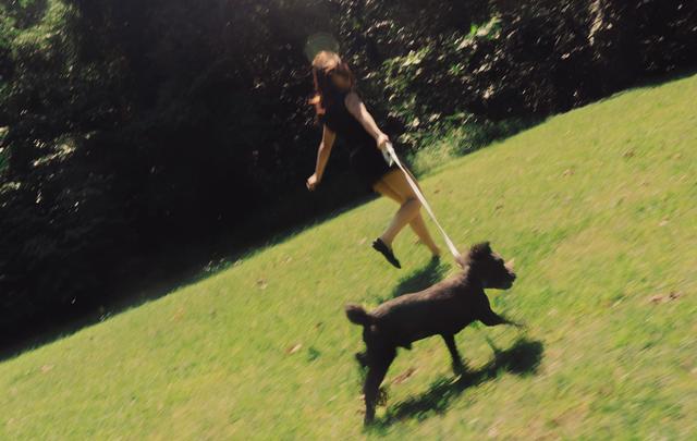 Joyful dog in a field