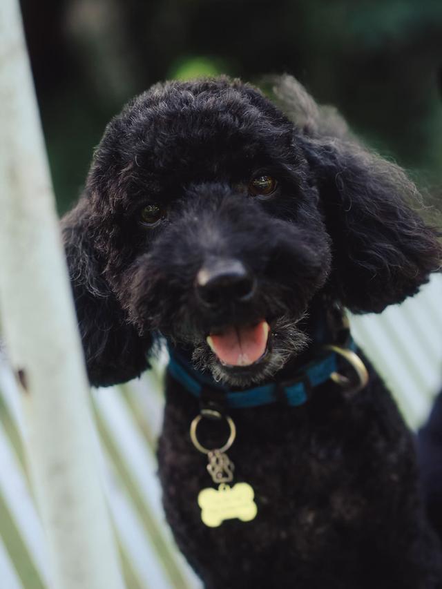 Pet 1