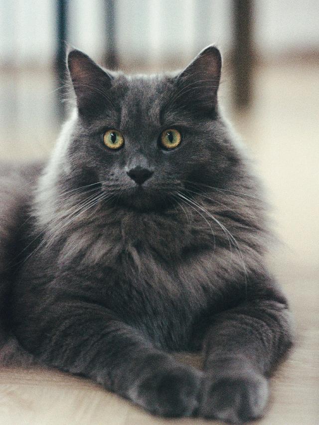 Pet 2