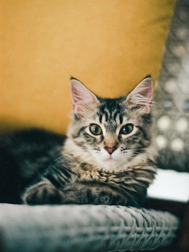 Pet 3