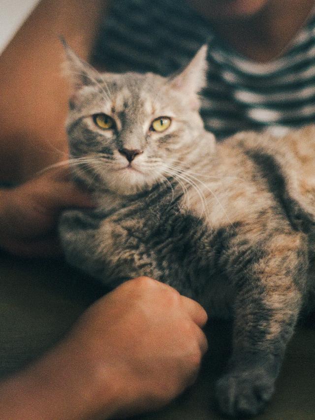 Pet 4